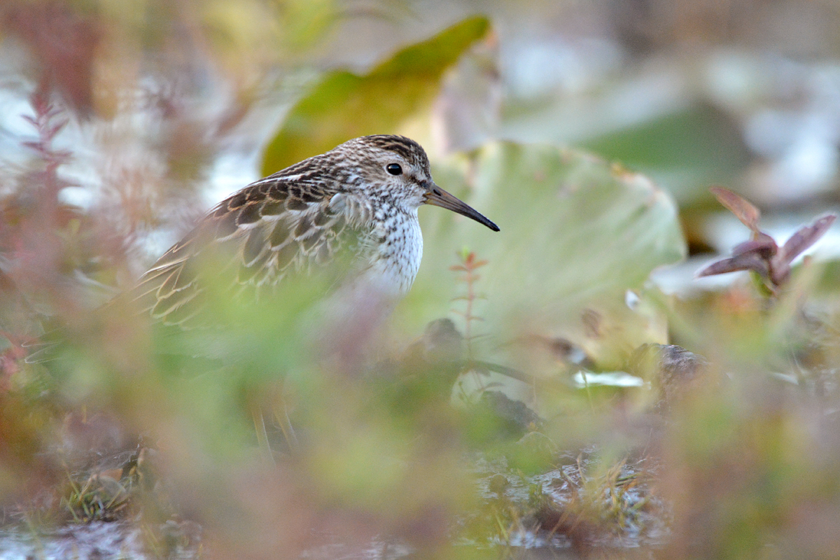 Pectoral Sandpiper
