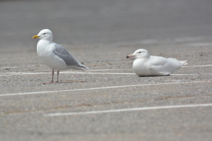 Rocky and Glaucous