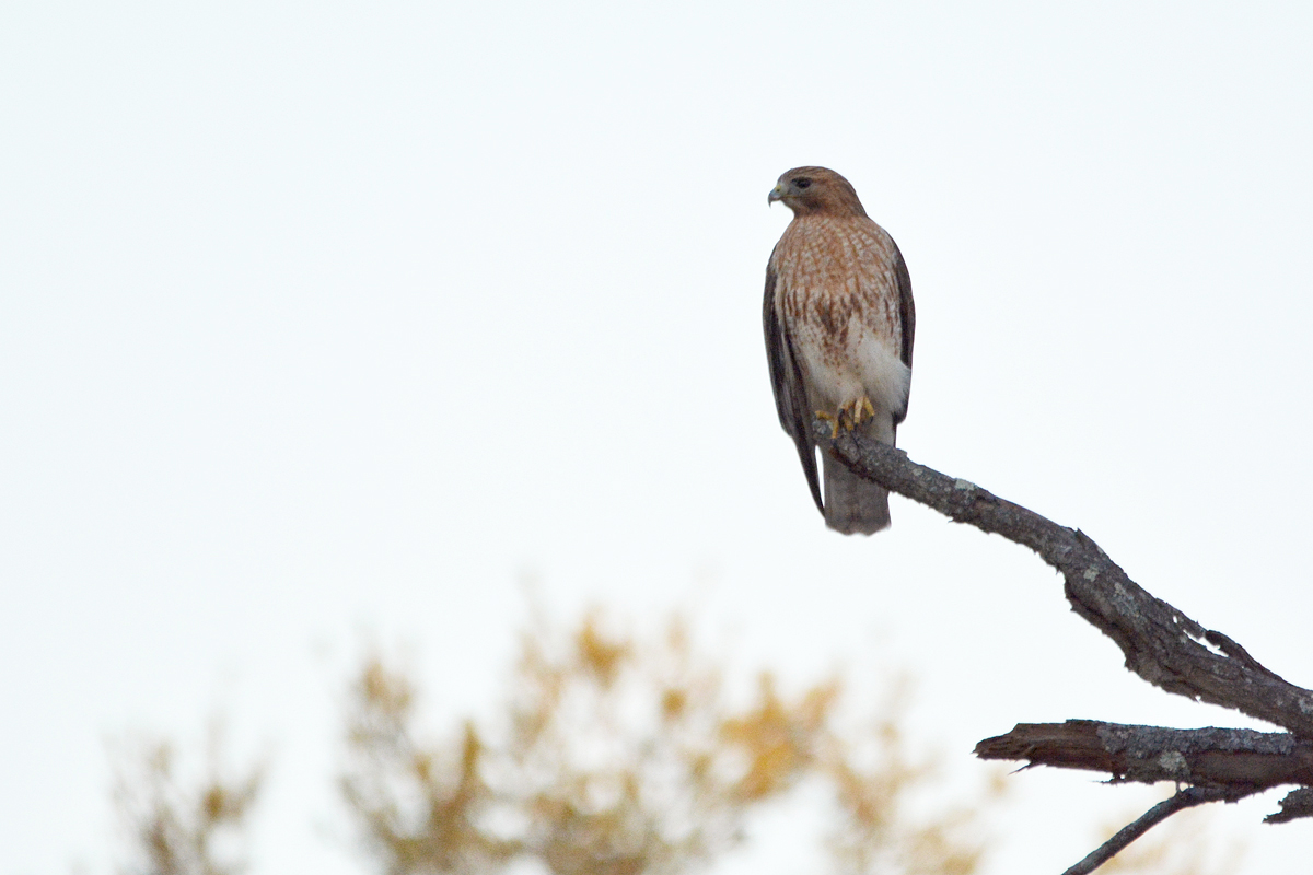 Red-shouldered x Red-tailed hawk hybrid