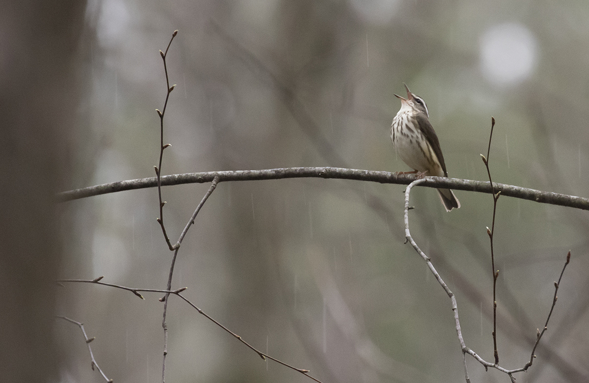 Louisiana Waterthrush