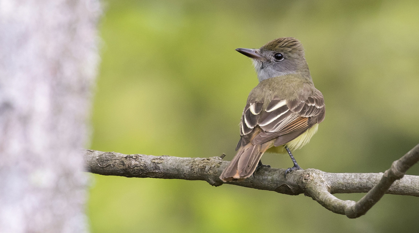 Great Crested Flycatcher