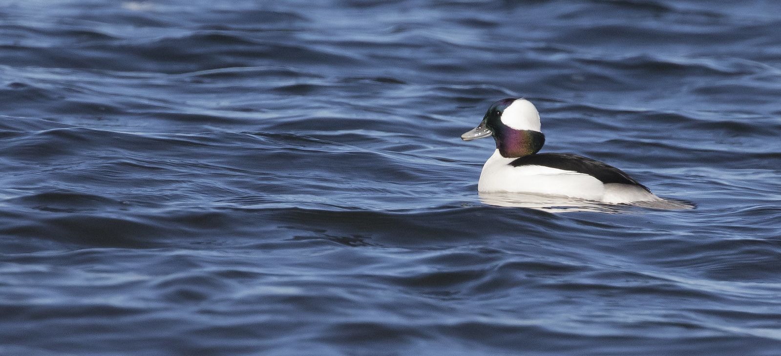 Bufflehead